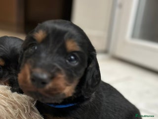 Dachshund dogs Long haired mini Daschund - Advert 3