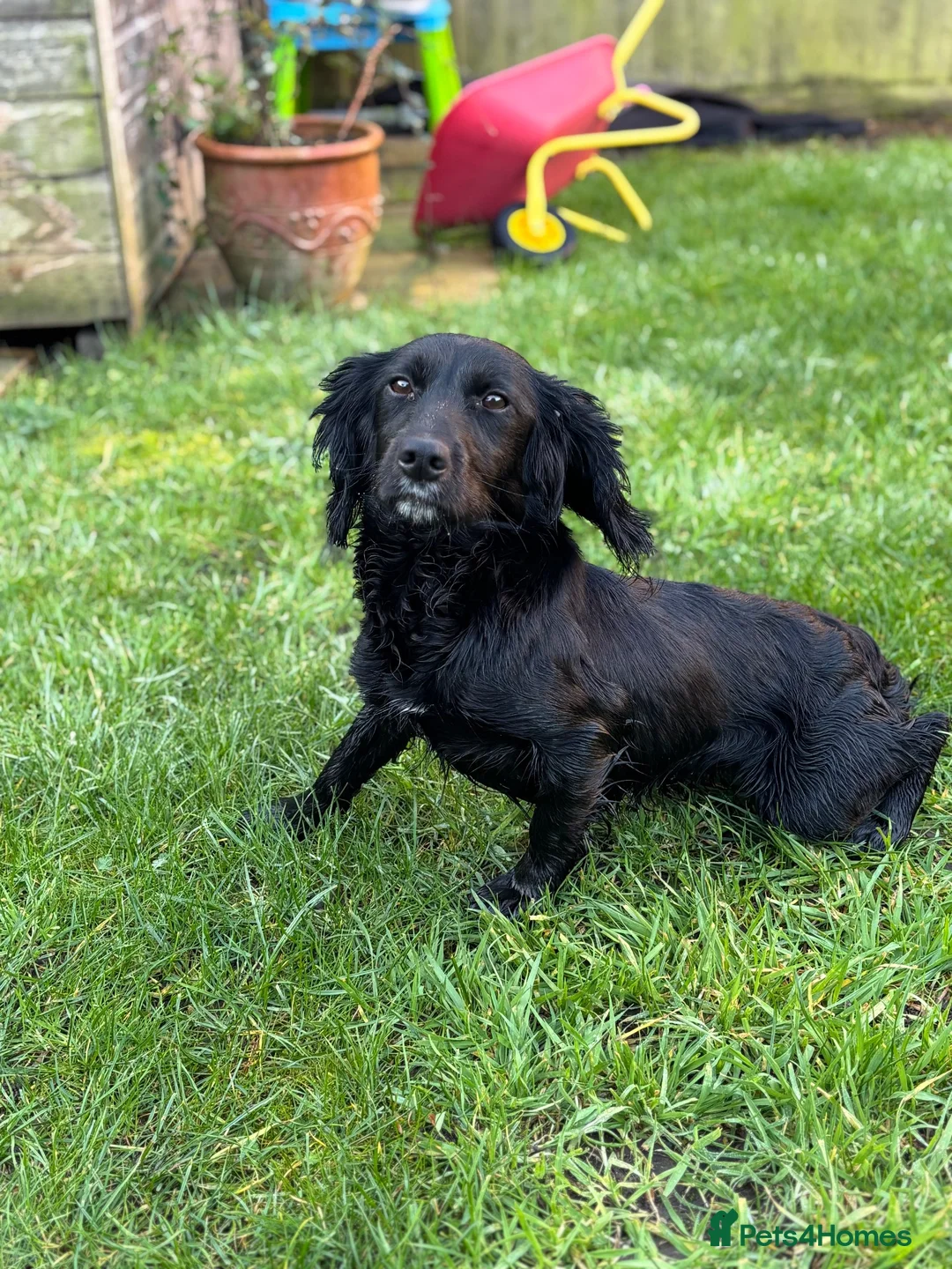 Cocker Spaniel dogs for sale: Cocker spaniel dog - Advert 2