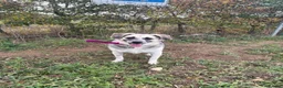 Mixed Breed dogs for adoption: Cindy - Norwich Norfolk  in Norwich - Advert 2