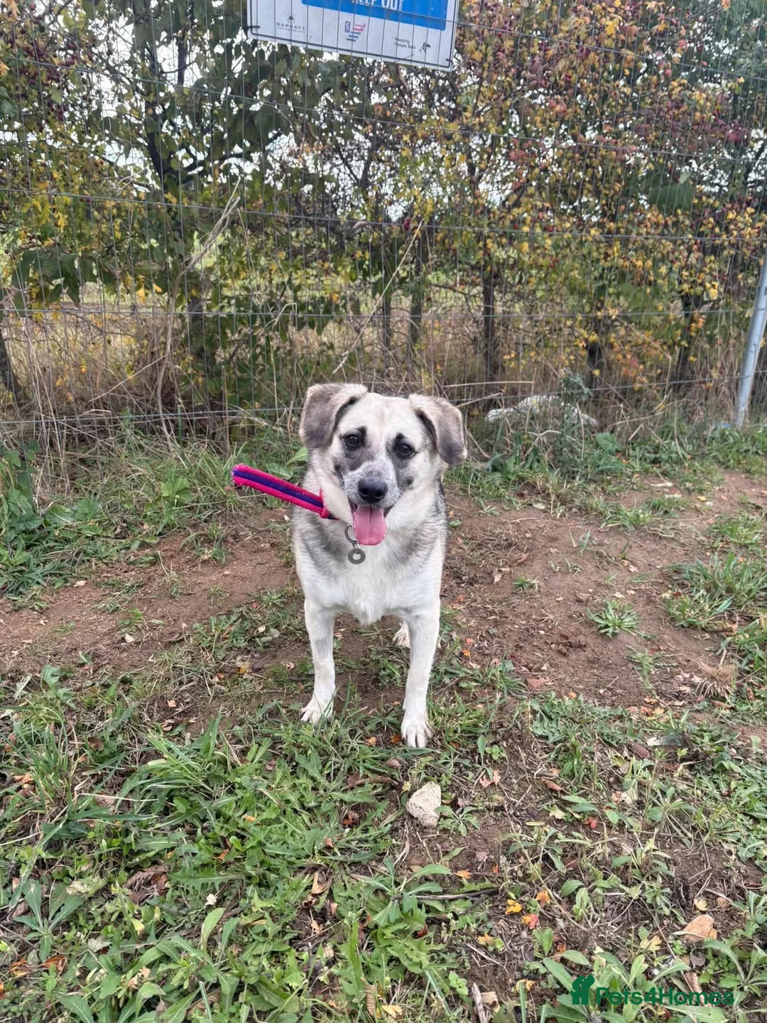 Mixed Breed dogs for adoption: Cindy - Norwich Norfolk  in Norwich - Advert 2