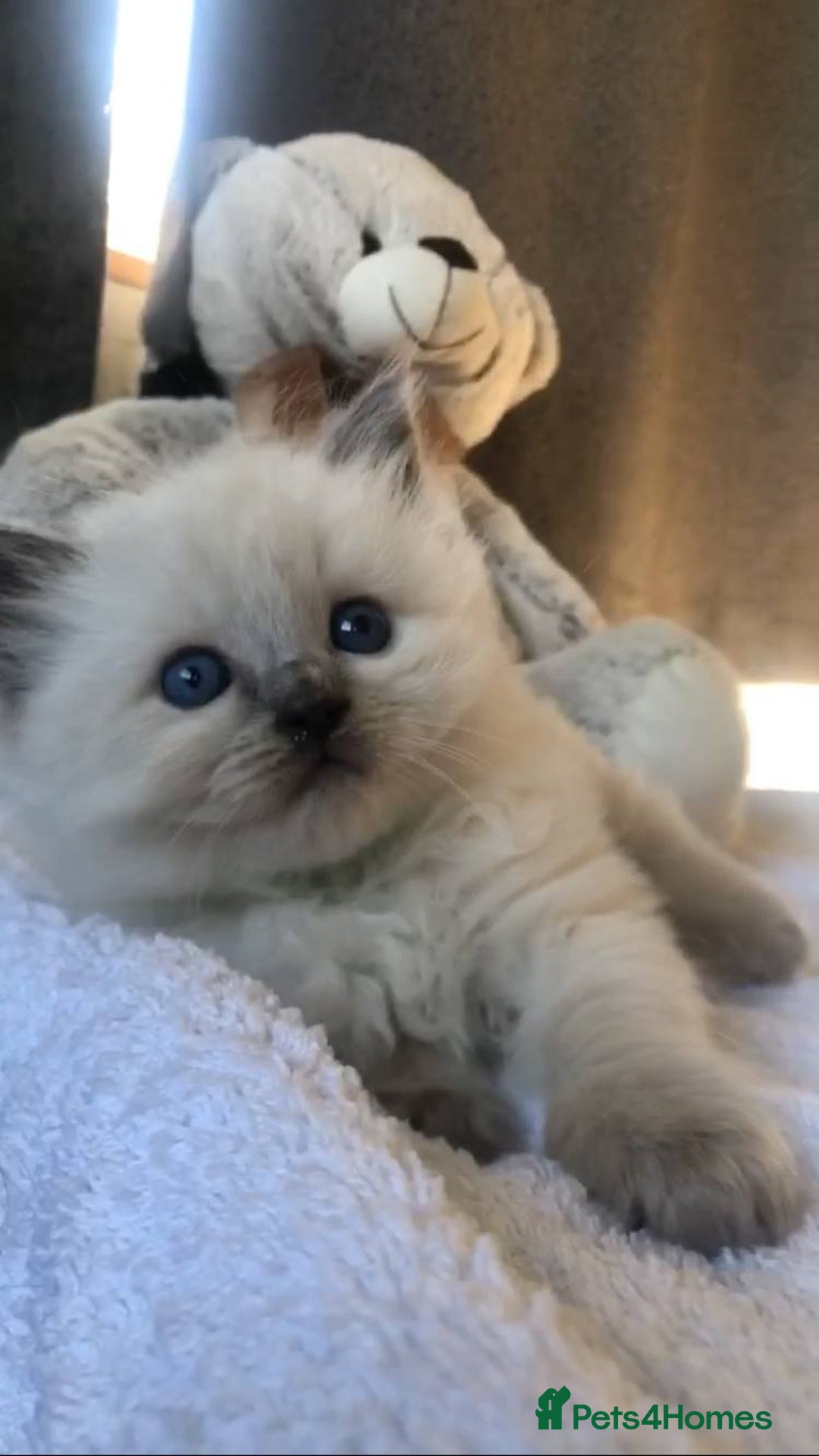Ragdoll cats for stud: Rare Flame Point Ragdoll for stud - Image 10