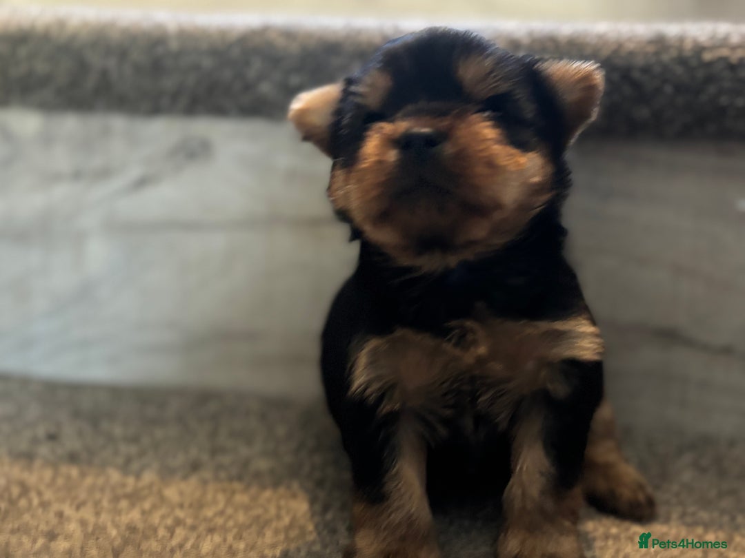 Yorkshire Terrier dogs for sale: Puree Yorkshire Terrier Puppies  - Image 4