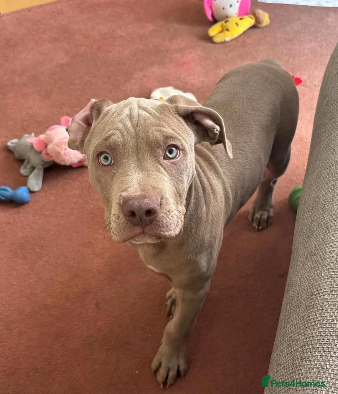 Mixed Breed dogs for sale: American Bully Staffy in Sheerness - Advert 3