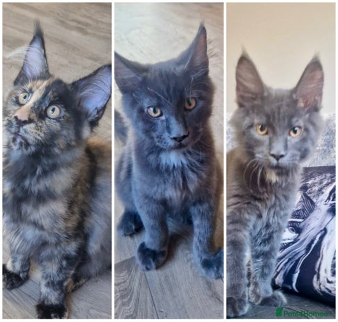 Maine Coon cats - Advert 1