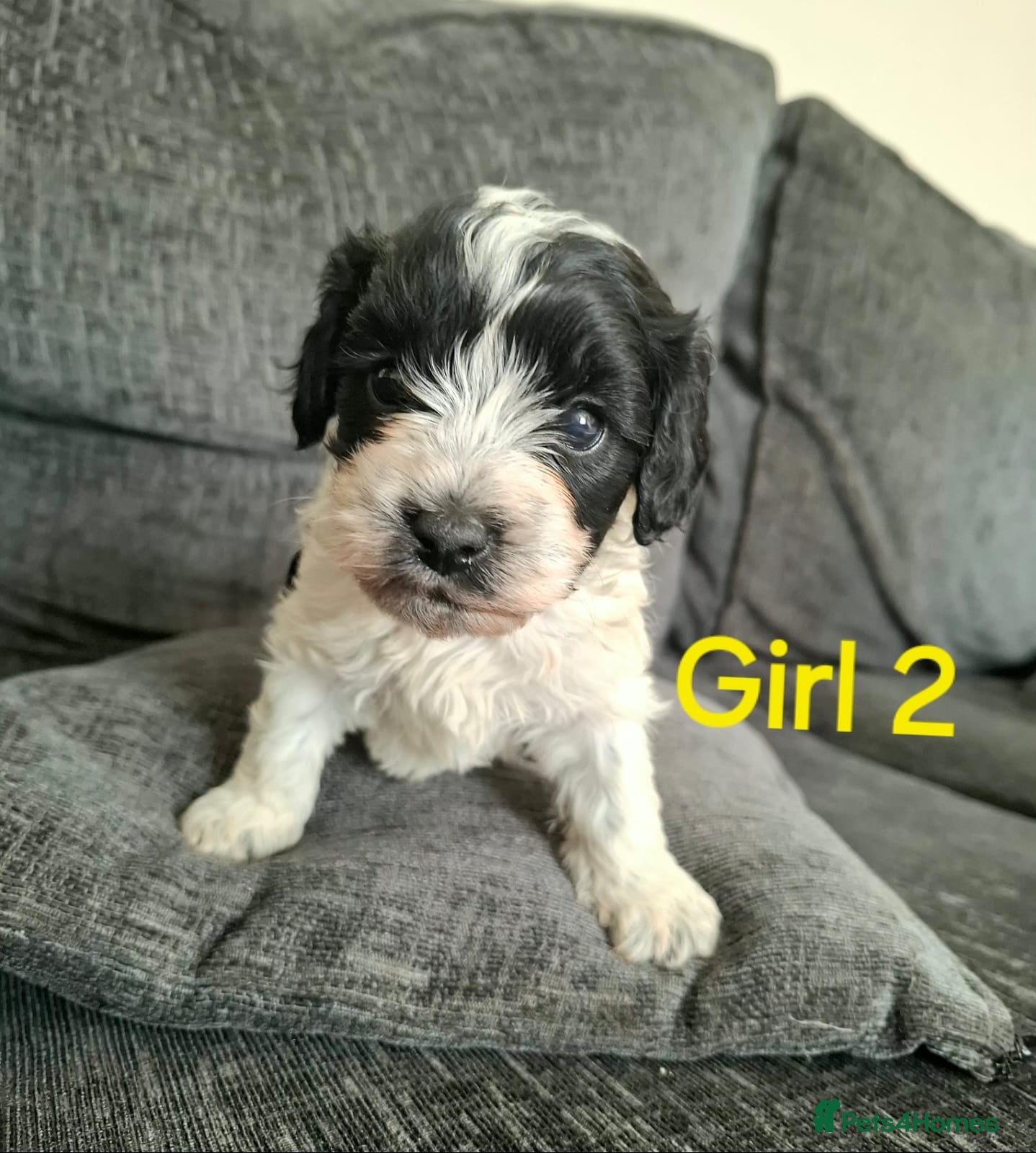 Mixed Breed dogs Cockapoochon - Advert 2