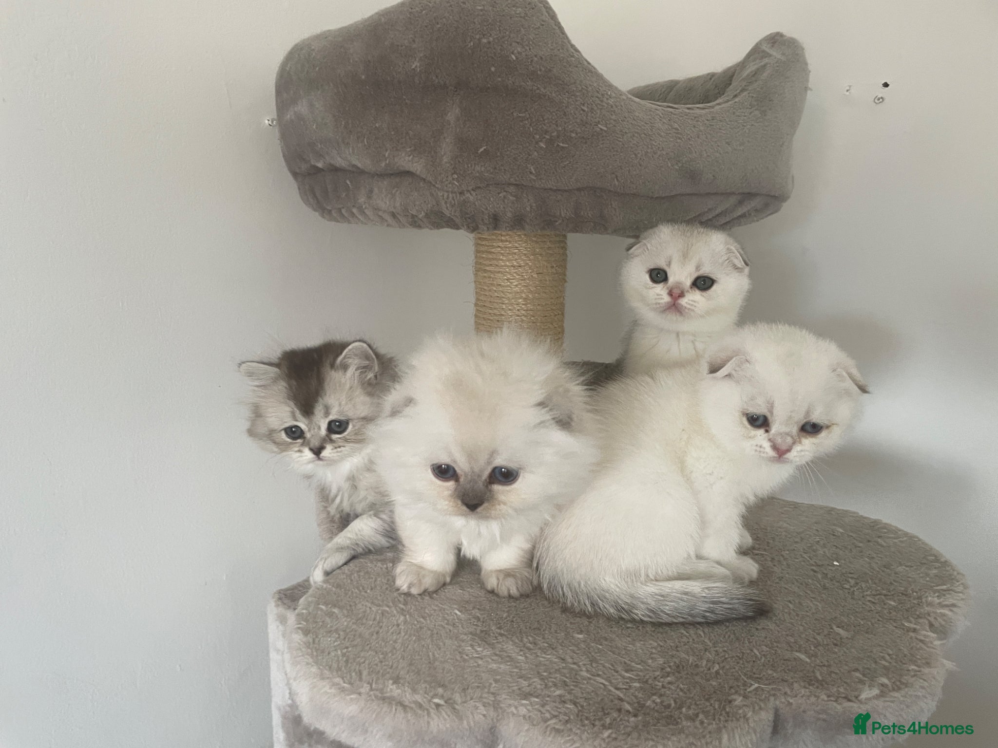Scottish Fold cats Adorable Scottish Fold Kittens - Advert 1