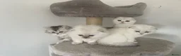 Scottish Fold cats for sale: Adorable Scottish Fold Kittens - Advert 1