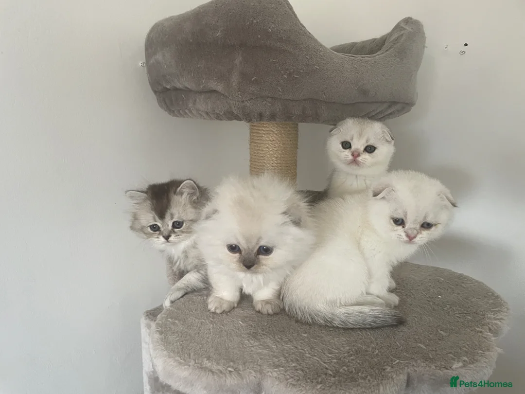 Scottish Fold cats for sale: Adorable Scottish Fold Kittens - Advert 1