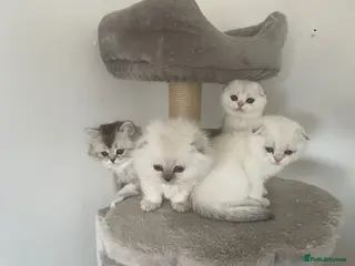 Scottish Fold cats Adorable Scottish Fold Kittens - Advert 2