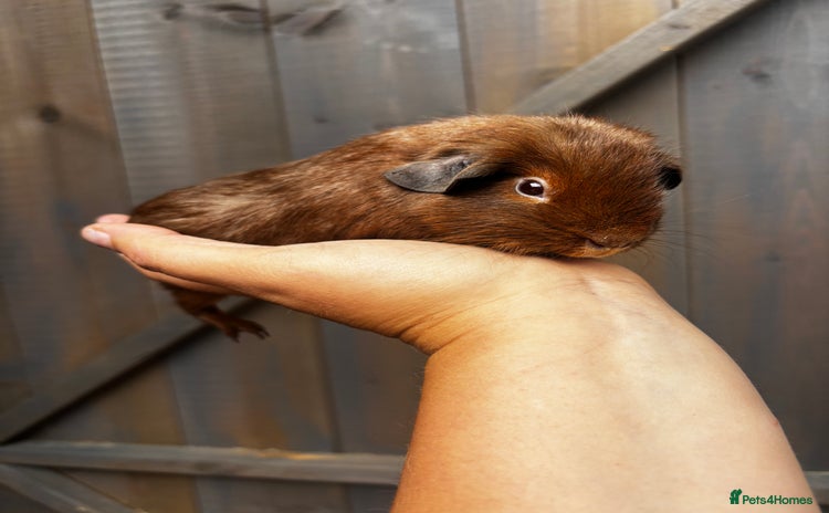 Guinea Pig rodents - Advert 4
