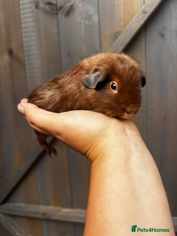 Guinea Pig rodents - Advert 9