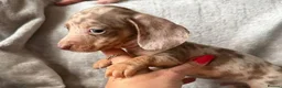 Miniature Dachshund dogs for sale: Bundles of Joy in Peterborough - Advert 3