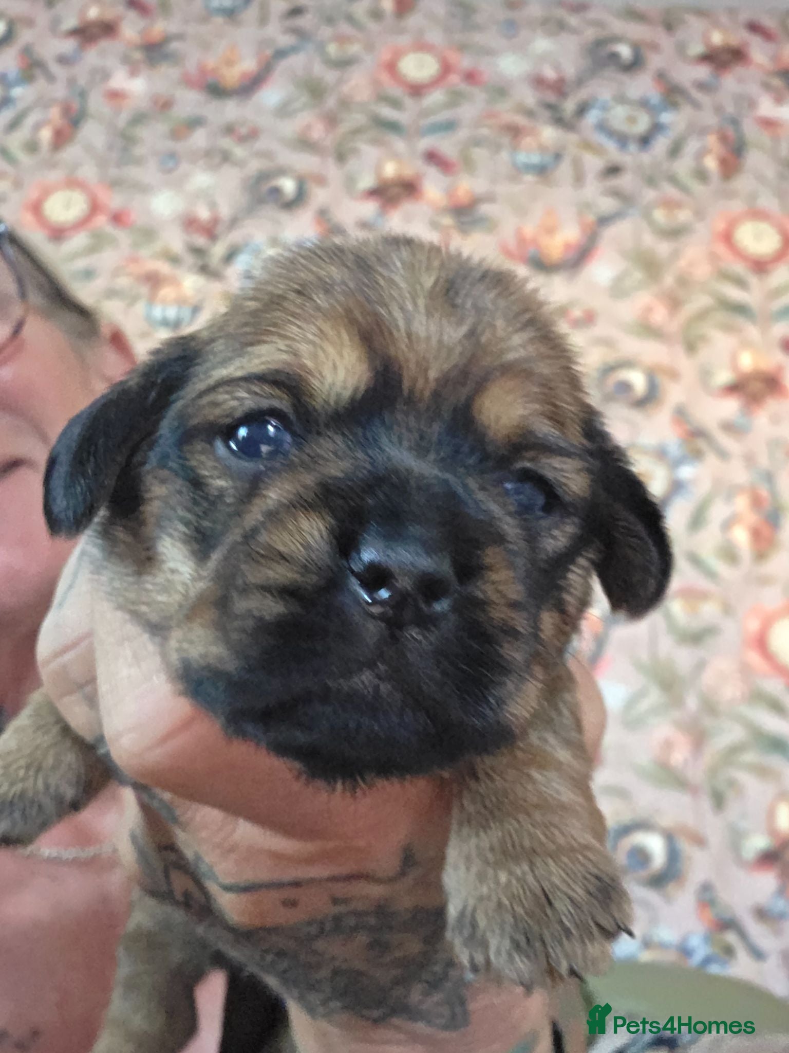 Mixed Breed dogs Shweenie puppies - Advert 18