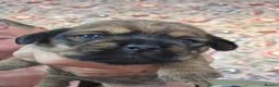 Mixed Breed dogs for sale: Shweenie puppies in Redcar - Advert 14