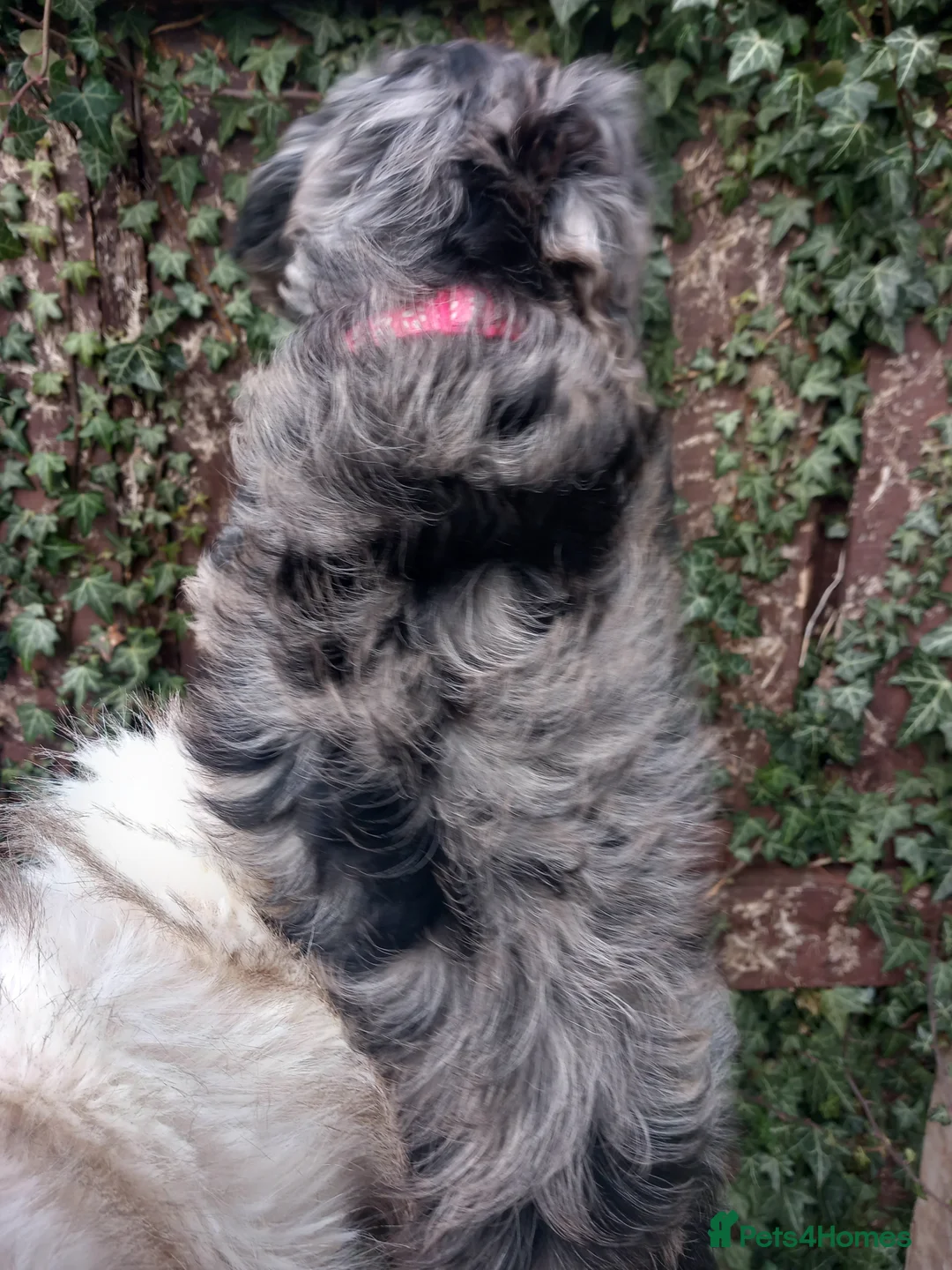 Cockapoo dogs for sale: F1 Merle cockapoo (READY NOW) - Advert 5