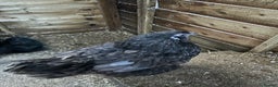 Hens poultry for sale: Two black silkie hens for sale  - Advert 3
