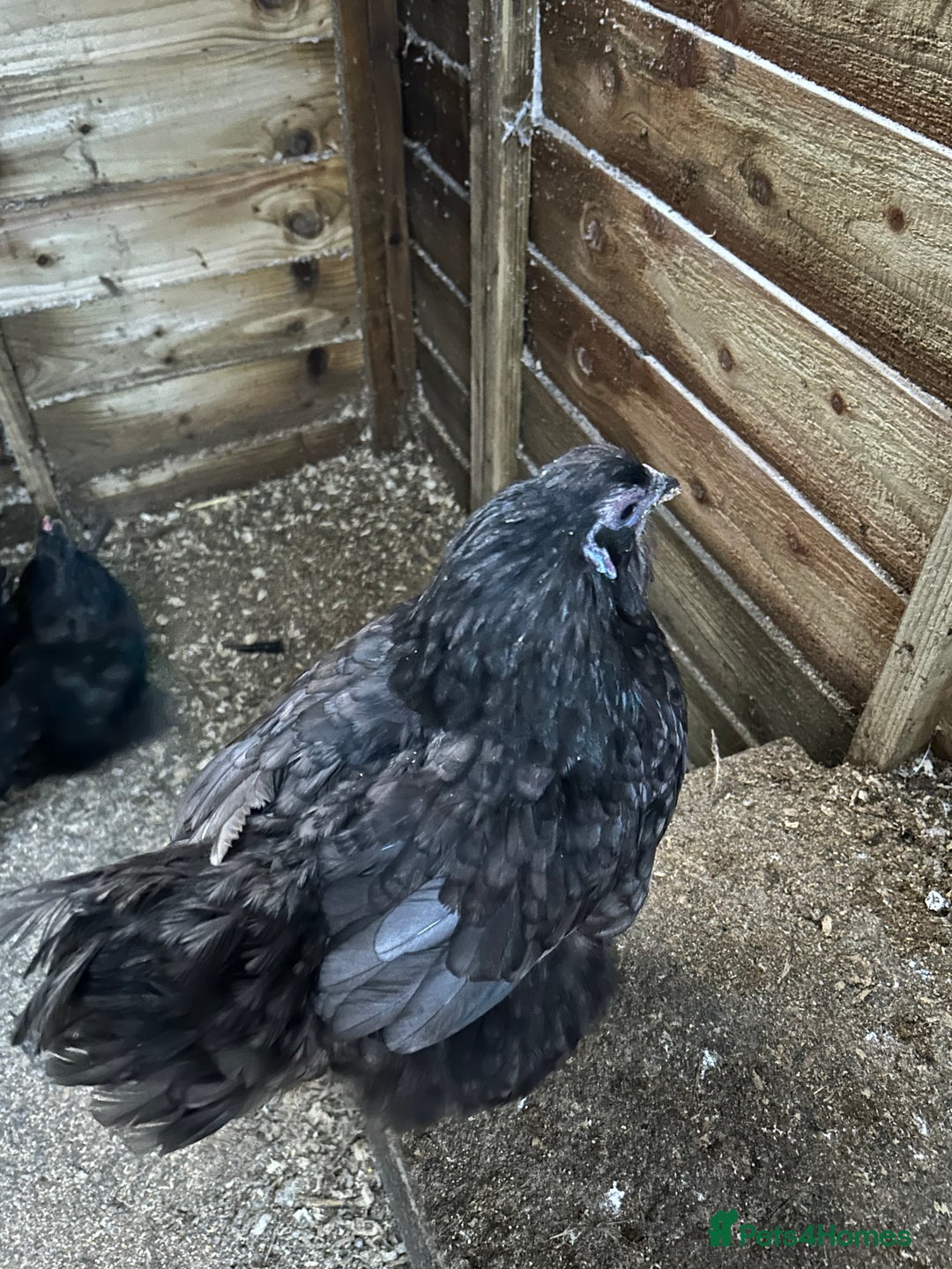 Hens poultry for sale: Two black silkie hens for sale  - Advert 3