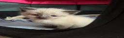 British Shorthair cats for sale: 9 gorgeous kittens - Advert 26