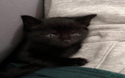 Abyssinian cats for sale: Black tabby Halloween kittens👻 - Image 5
