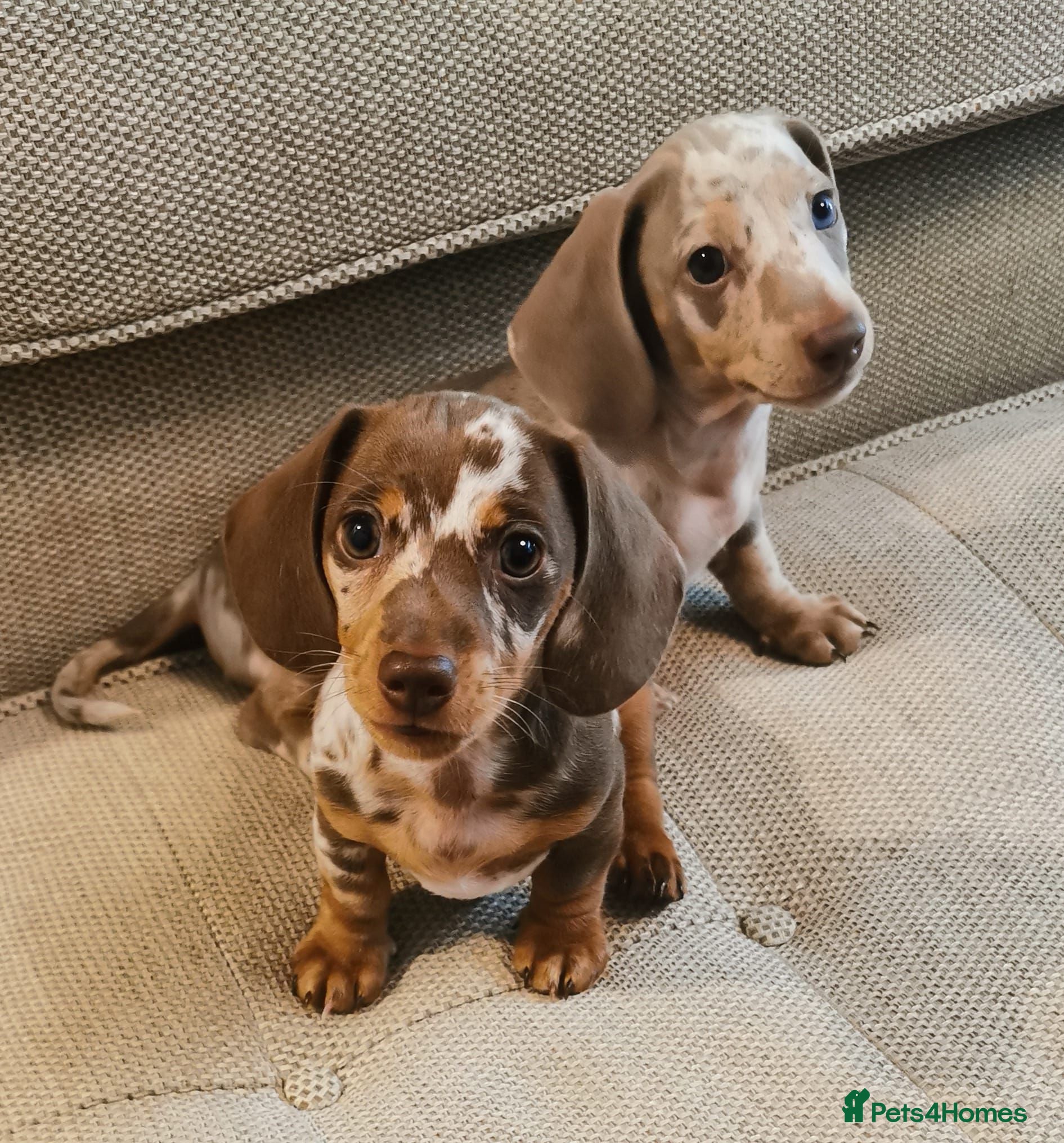 Dachshund dogs 2 stunning boys left ready to leave now 💙🩵 - Advert 10
