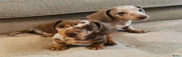 Dachshund dogs for sale: 2 stunning boys left ready to leave now 💙🩵 - Advert 1