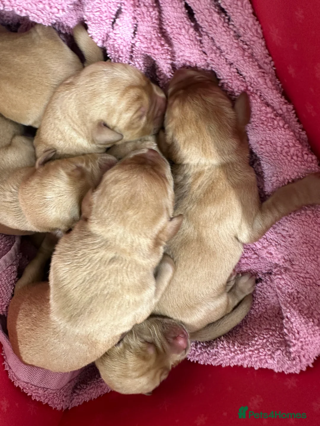 Labrador Retriever dogs for sale: KC Registered Fox Red Labrador Puppies – 7 boys - Advert 2