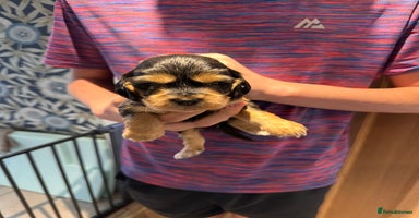 Cocker Spaniel dogs - Advert 7