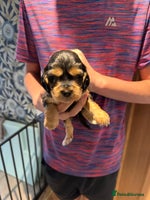 Cocker Spaniel dogs - Advert 7