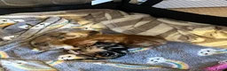 Mixed Breed cats for sale: Ginger tabby  - Advert 5