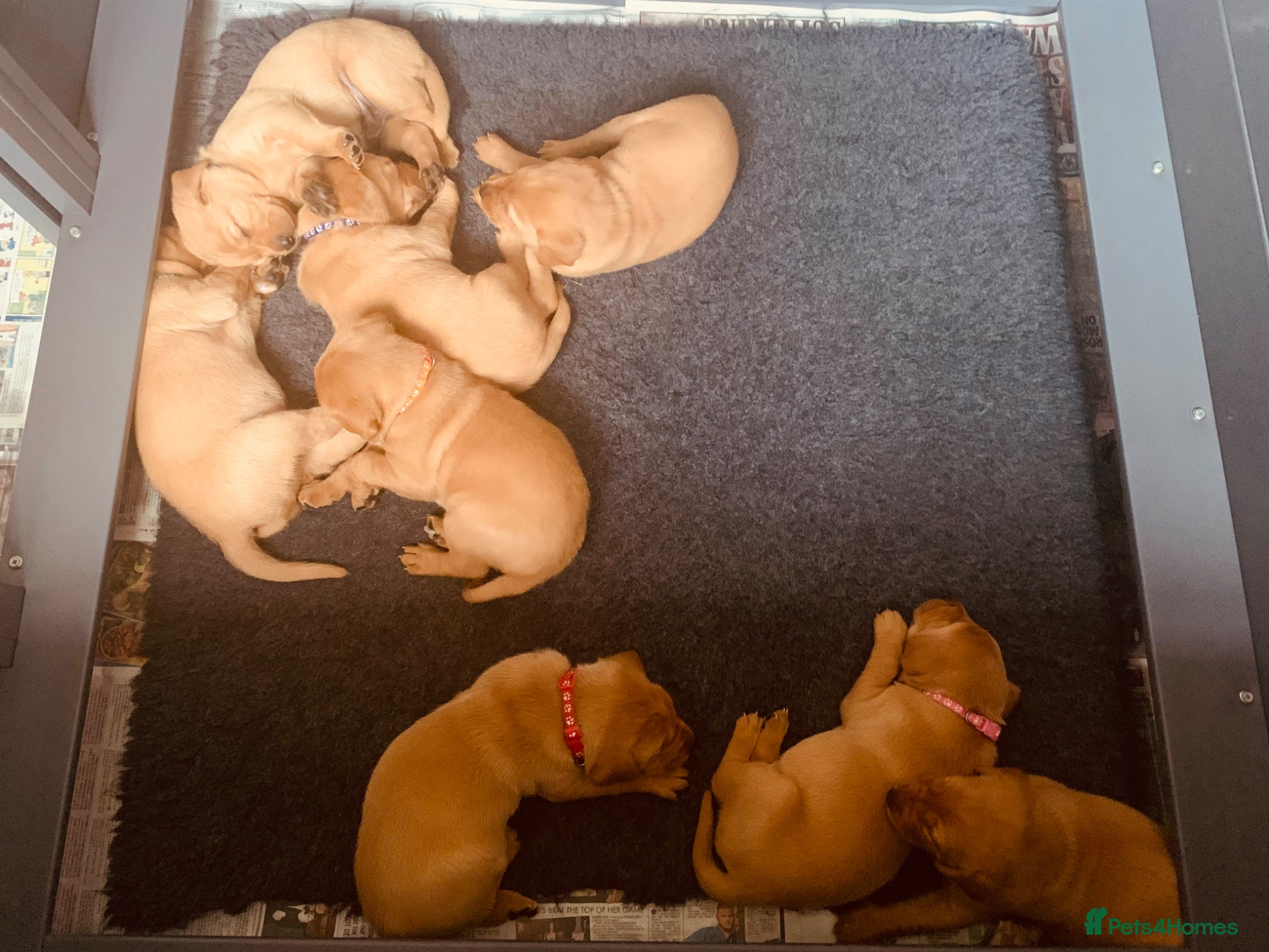 Labrador Retriever dogs for sale: KC reg health-tested Fox Red lab pups home raised - Advert 5