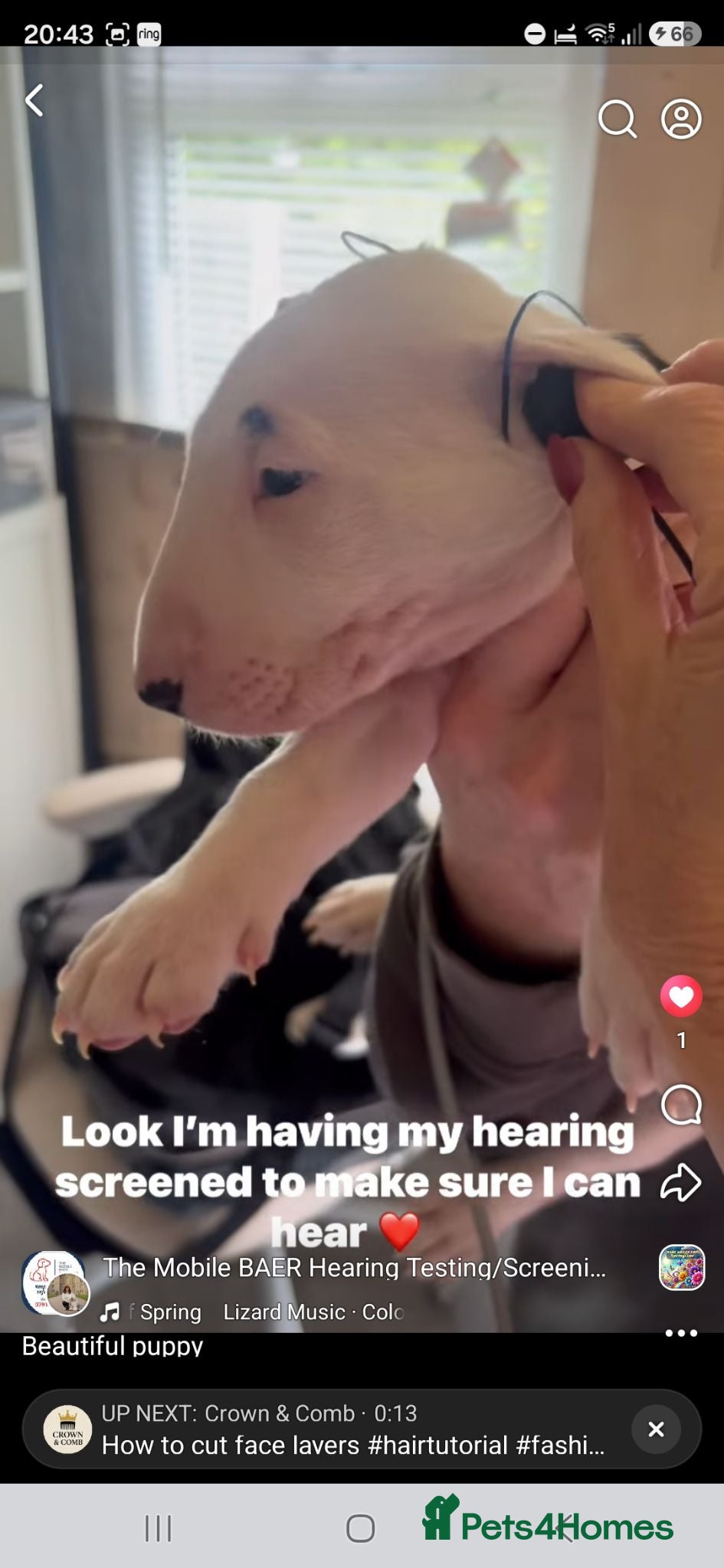 English Bull Terrier dogs KC English bullterrier puppies available  - Advert 2