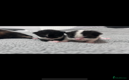 Bengal cats for sale: 4 bengals 2 black/white ready in time for  **   - Advert 5