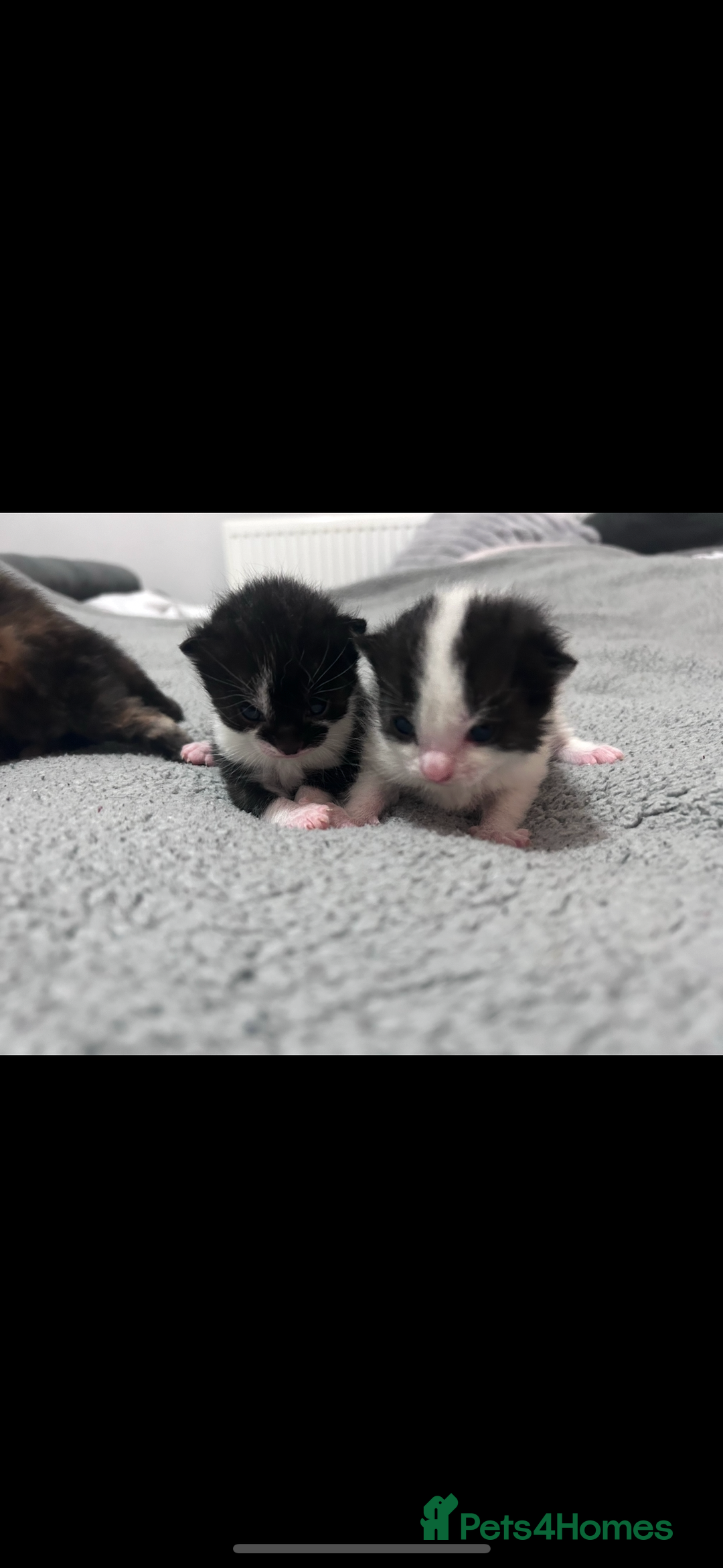 Bengal cats for sale: 4 bengals 2 black/white ready in time for  **   - Advert 5