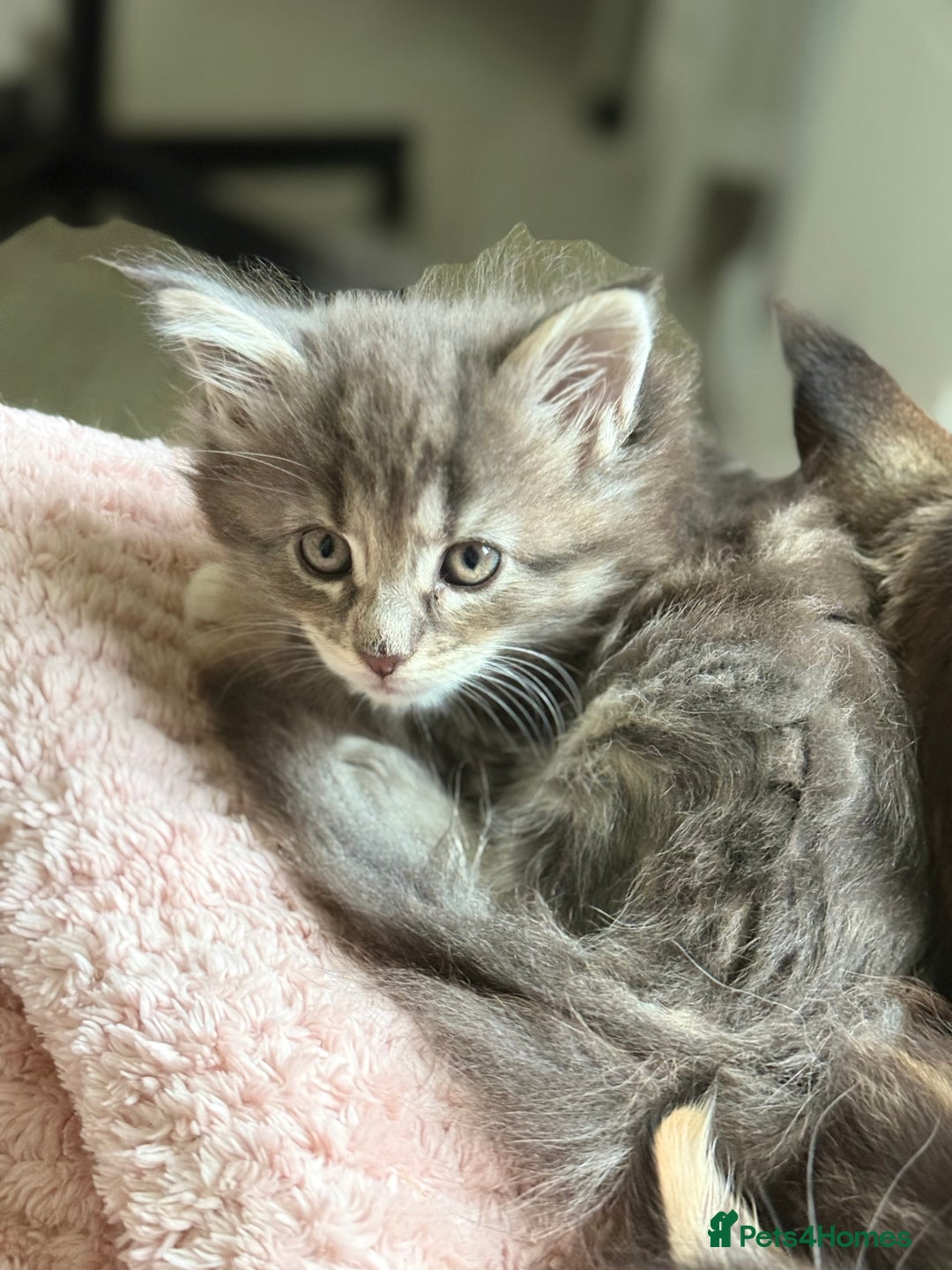 Maine Coon cats for sale: Stunning, super happy Mainecoon kittens x4 - Advert 5