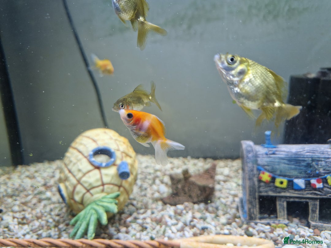 Fancy Goldfish fish for sale: Selection of Baby fancy goldfish - Image 8