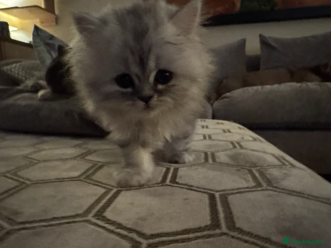 Persian cats for sale: Beautiful gentle silver grey Persian girl, 9 weeks - Advert 11