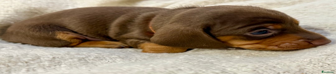 Miniature Dachshund Puppy 4