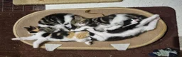 Mixed Breed cats for sale: Kittens  - Advert 22