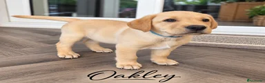 Oakley