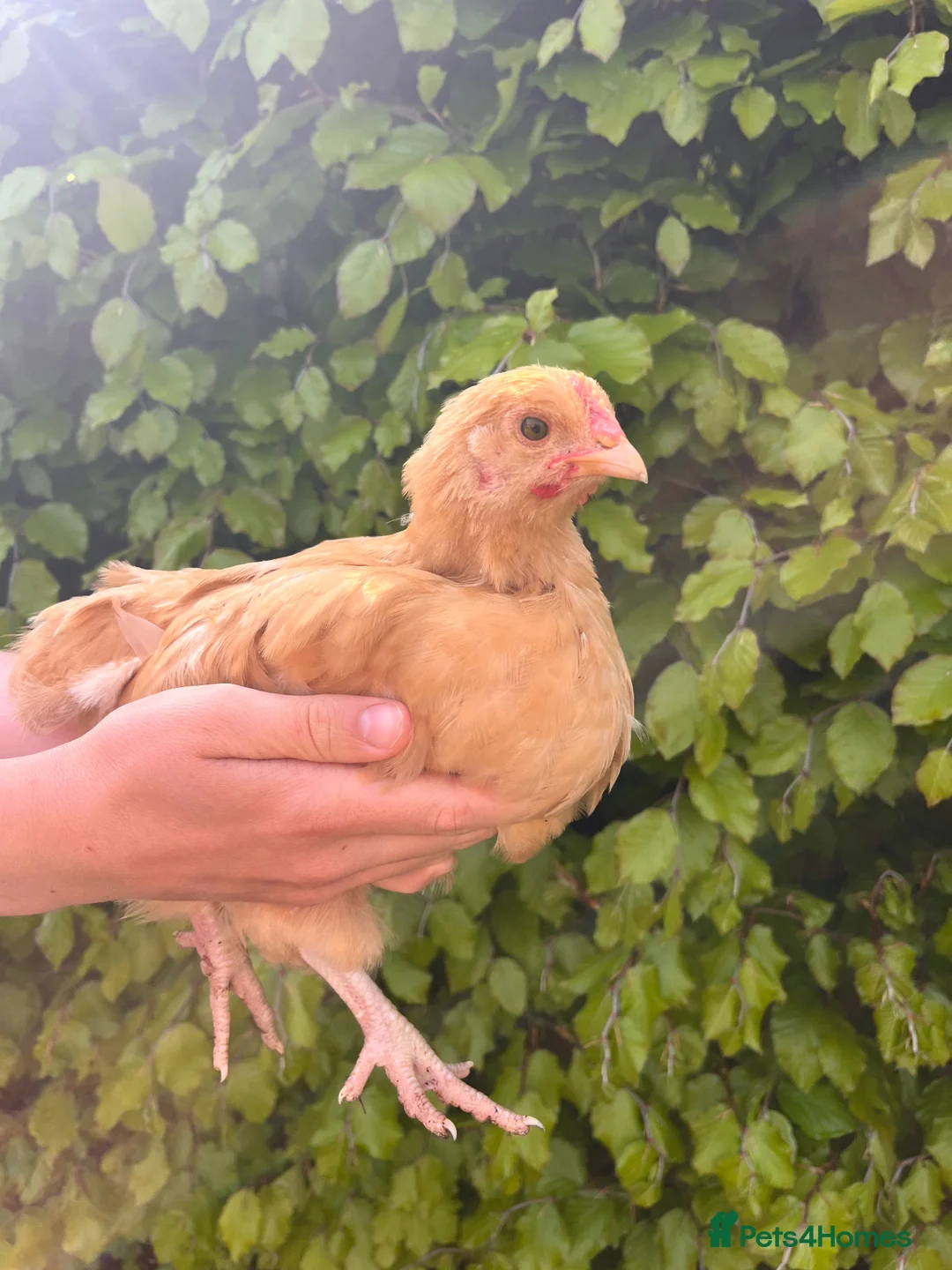 Chickens poultry for sale: 9 x mixed breed chicks in Fairford - Advert 15