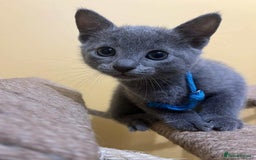 Russian Blue cats for sale: TICA REGISTERED Pure Breed Russian Blue Kittens - Image 8