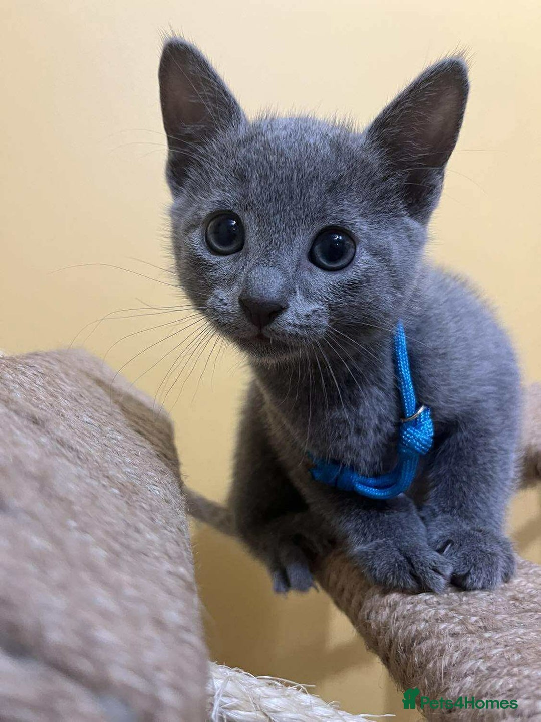 Russian Blue cats for sale: TICA REGISTERED Pure Breed Russian Blue Kittens - Image 8