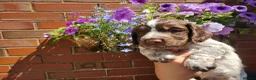 Cocker Spaniel dogs for sale: Cocker Spaniel Puppies  - Advert 18