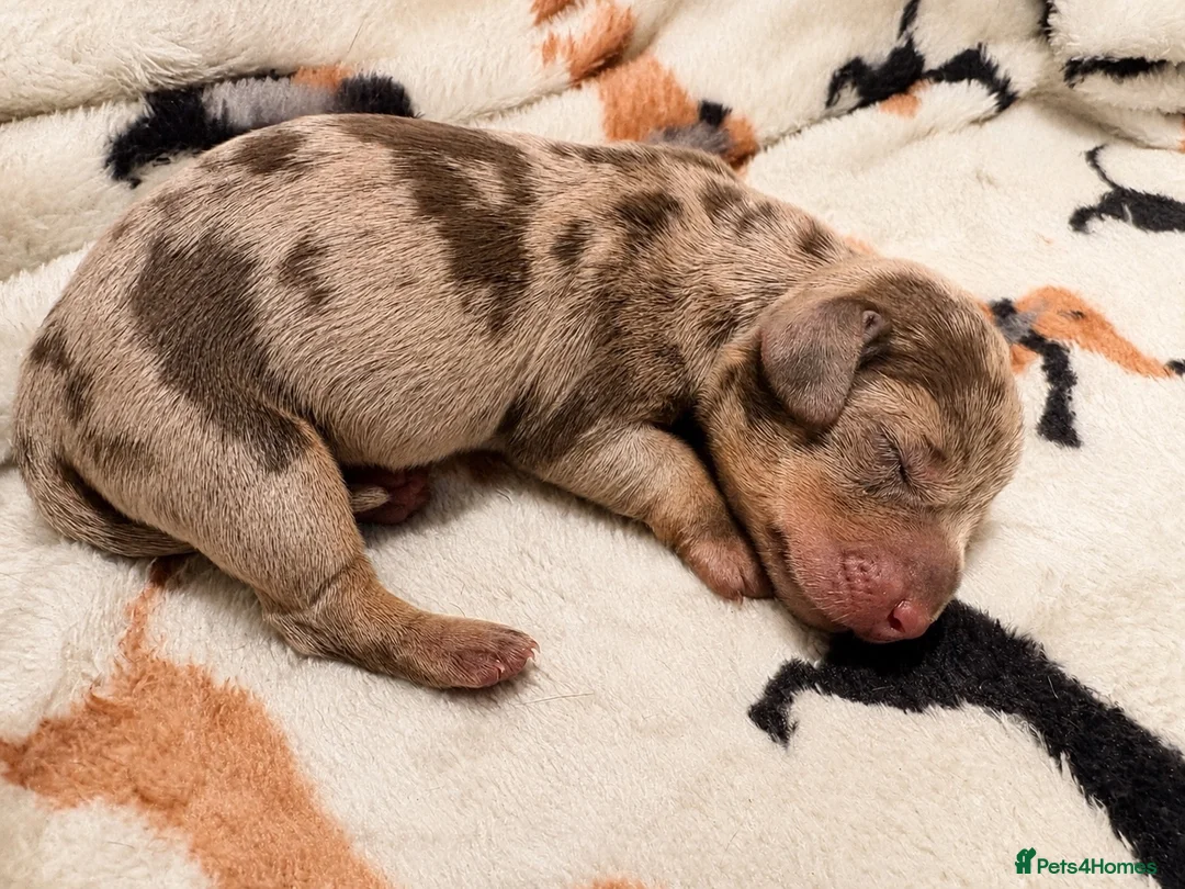 Miniature Dachshund dogs for sale: 🤎Beautiful Dapple Miniature Dachshund Puppies🤎 - Advert 3