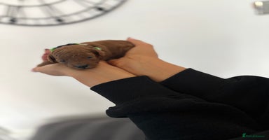 Cockapoo dogs - Advert 3