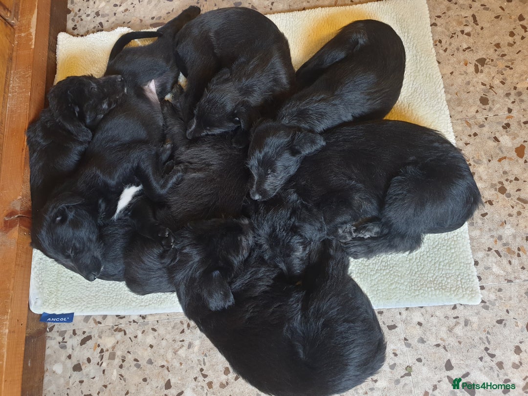 Lurcher dogs for sale: Lurcher - Advert 2