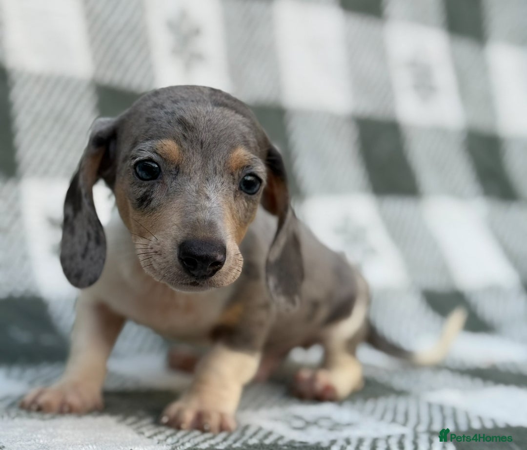 Miniature Dachshund dogs for sale: KC Reg Miniature Dachshund Puppies  - Image 8