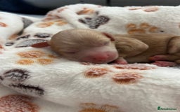 Mixed Breed dogs for sale: Cockapoo cross cavapoo - Image 9
