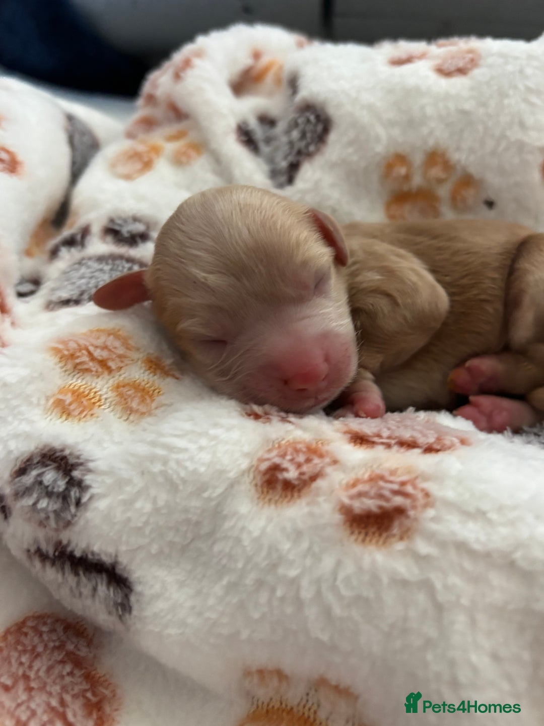 Mixed Breed dogs for sale: Cockapoo cross cavapoo - Image 9