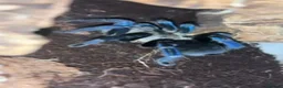 Tarantulas invertebrates for sale: Tarantula Collection For Sale - Advert 5